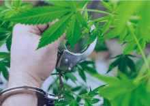 How Many Marijuana Arrests in Washington D.C..png