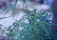 Washington D.C. Marijuana Tax Revenue 2025.png